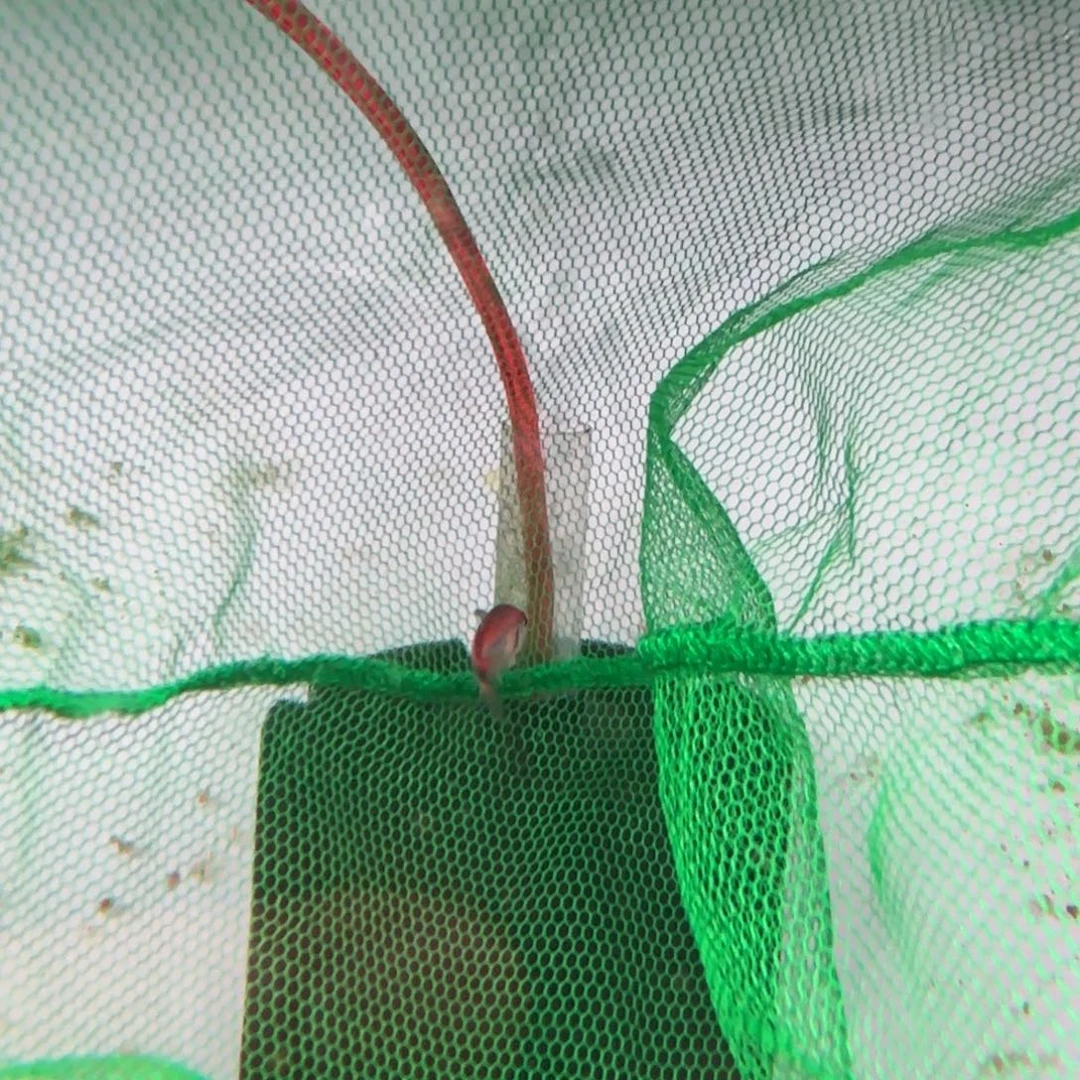 疑****霓虹灯鱼麻子红火蚁一条