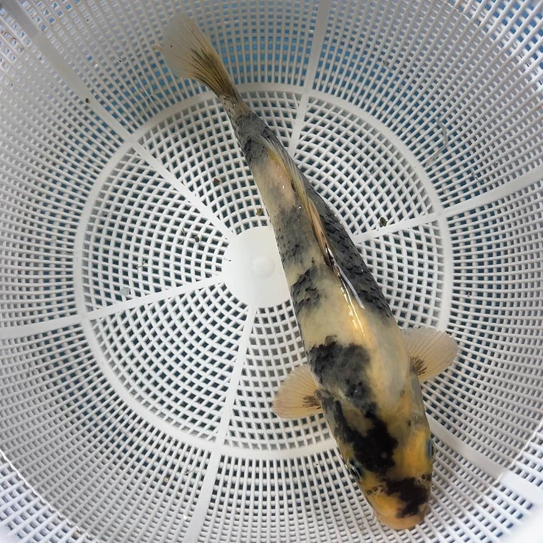 锦鲤鑫泓锦鲤养殖基地