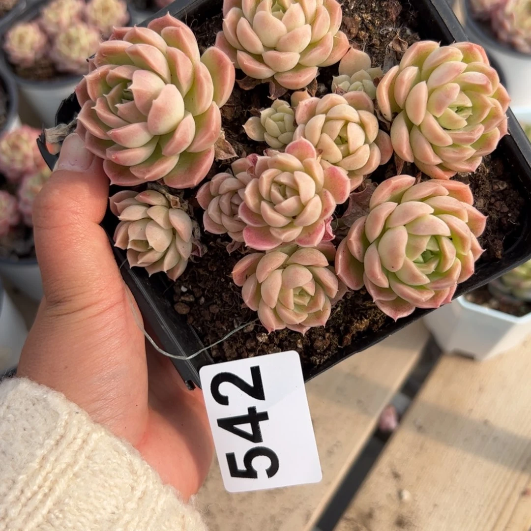 果***?542 多肉植物組合