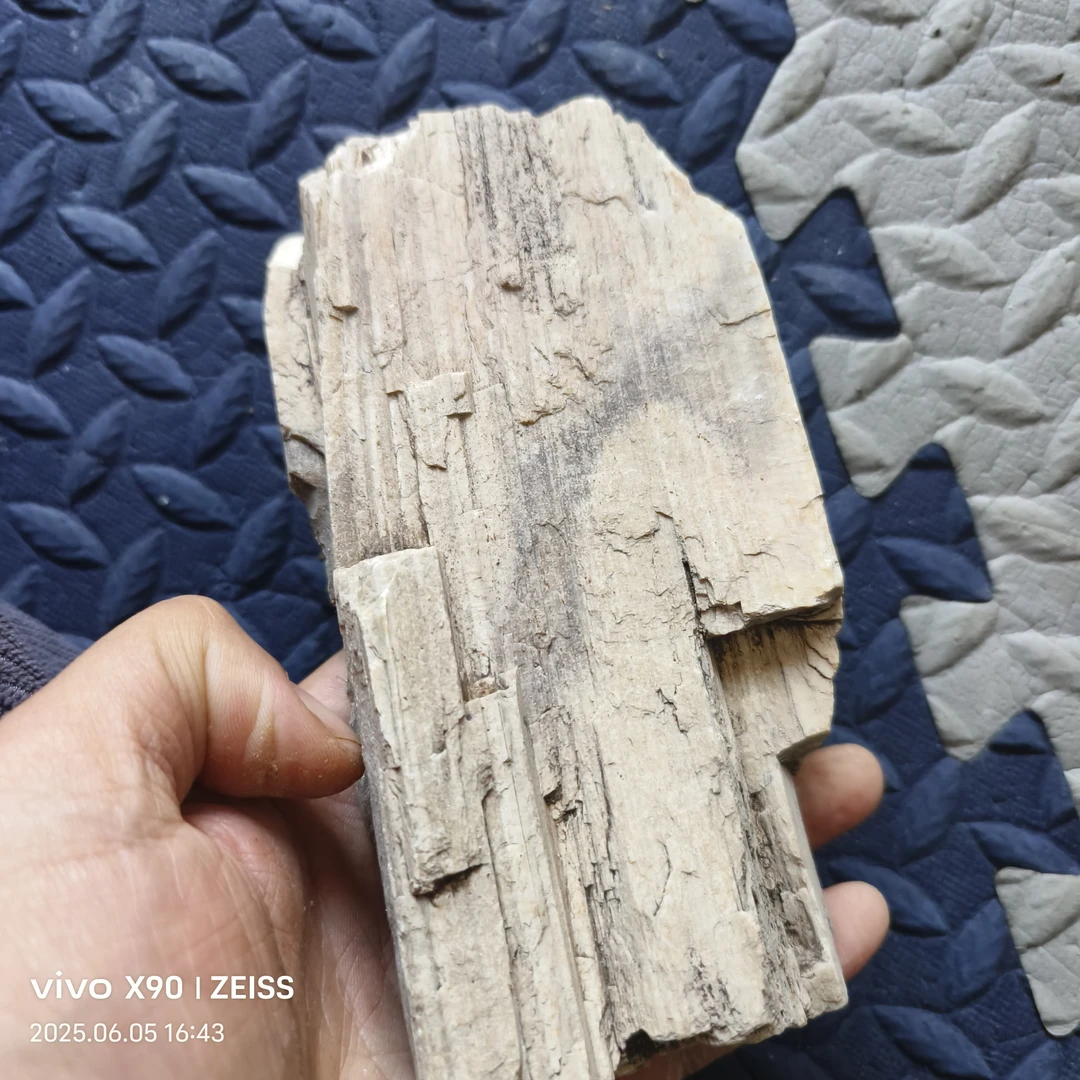 树化石，摆件，造景