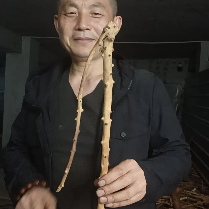 稳定木贵州檬子木   铁马鞭   根艺  半成品