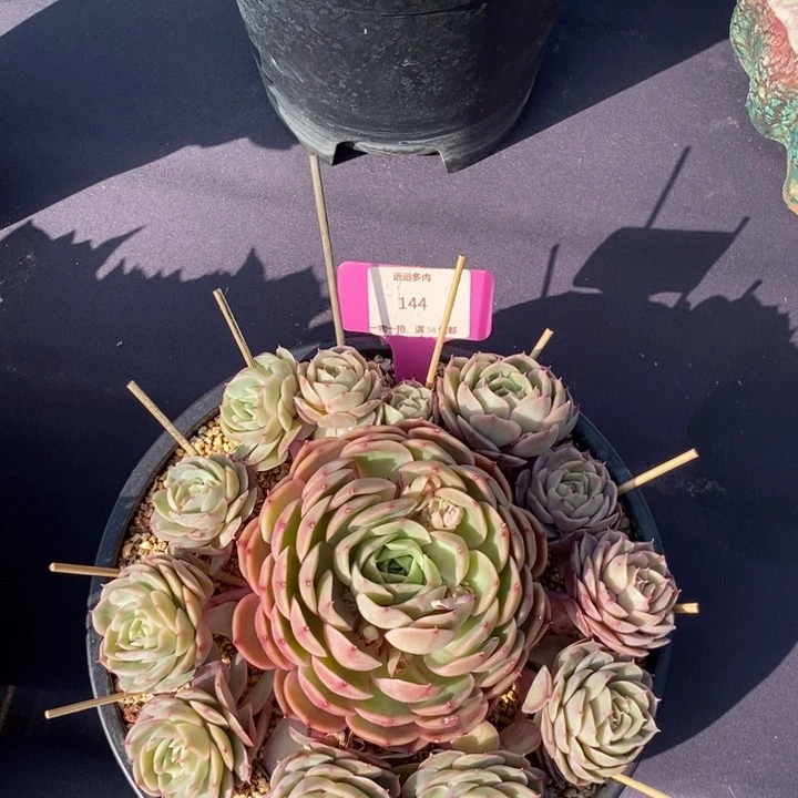 144昂斯诺肉肉肉肉肉肉