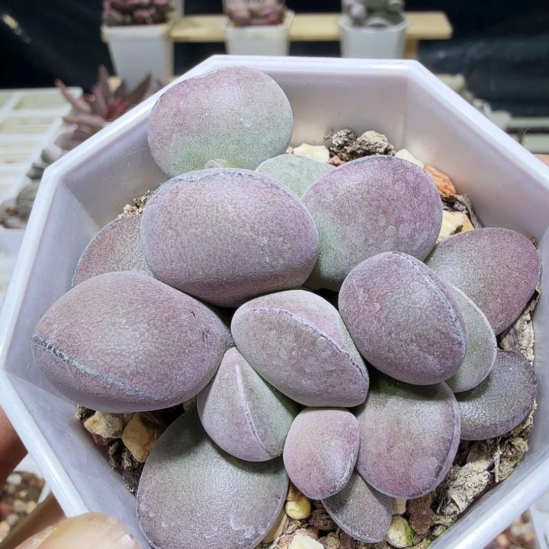 球球紫蛋水泡多肉植物