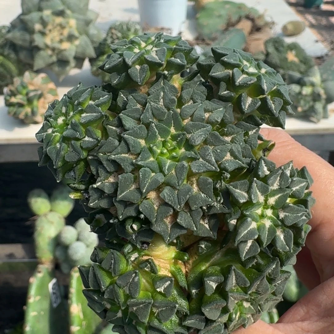 【闪购商品】无花朵欧系馒头姬牡丹