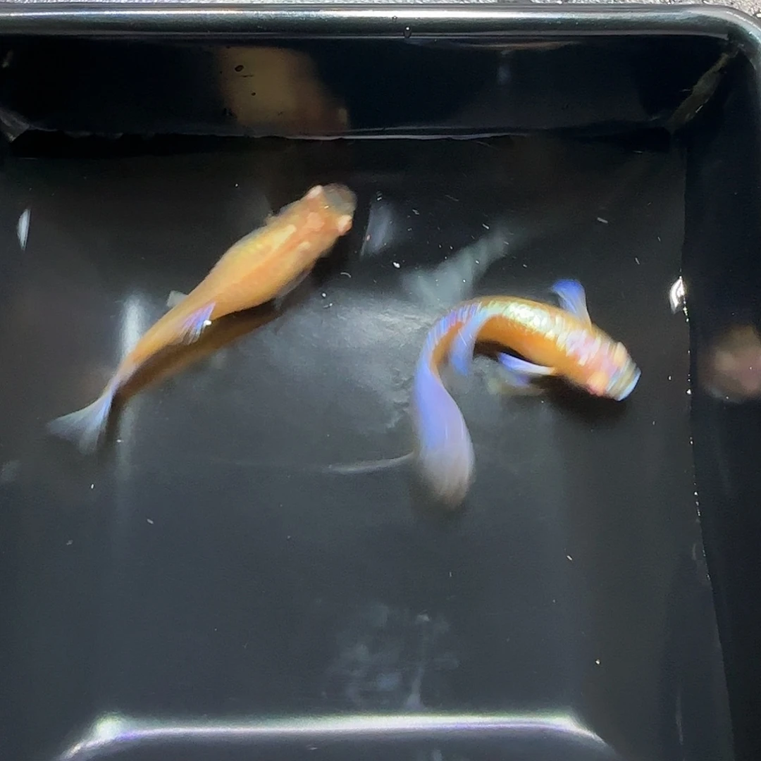 孔雀鱼紫白飞船一对，三个月