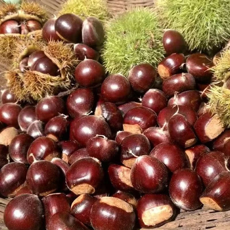 山东沂蒙山野生板栗新果软糯香甜整箱包邮