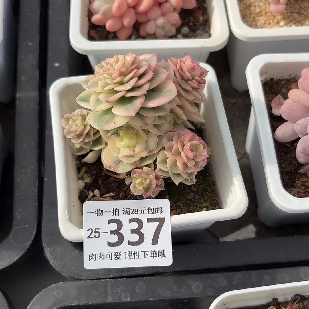 腊牡丹锦无盆土发货无