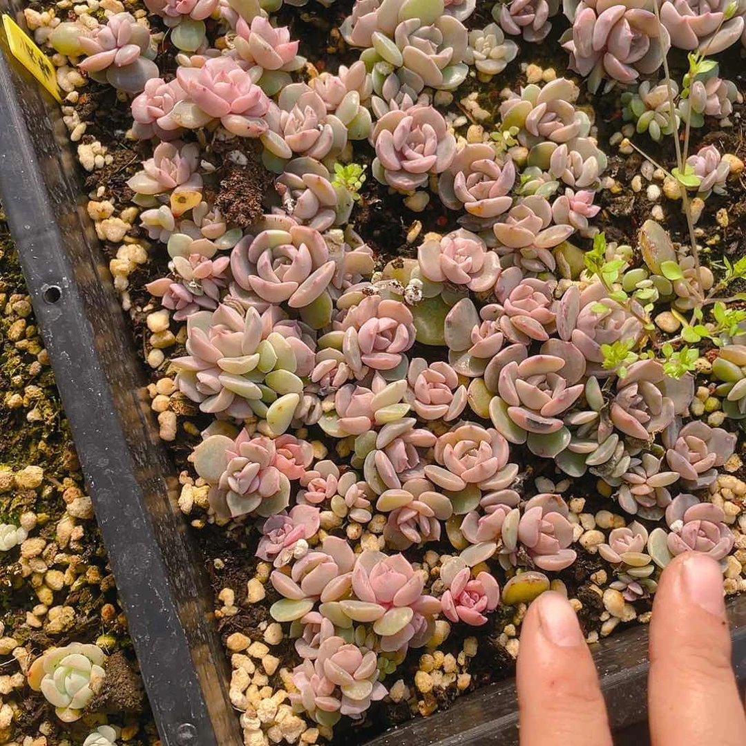 夜莺穴一个满25包邮