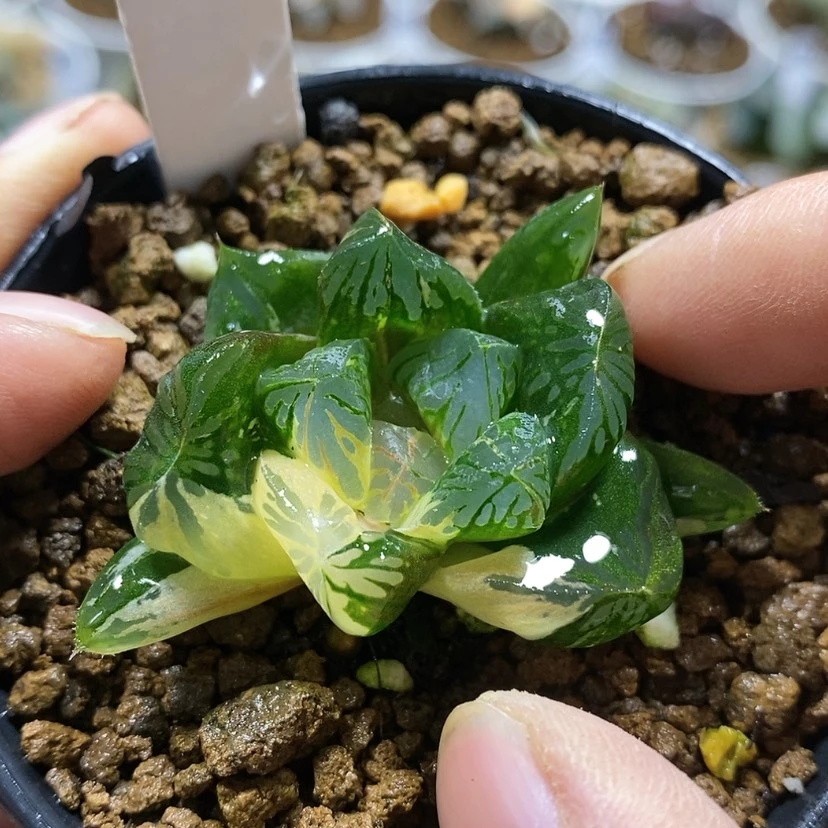 【闪购商品】334实生