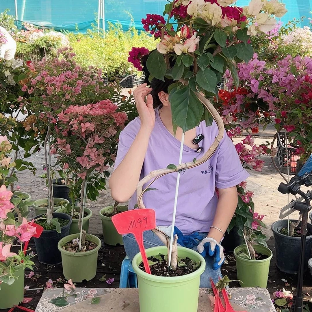 过***废大部分花苞少量开放M99娆