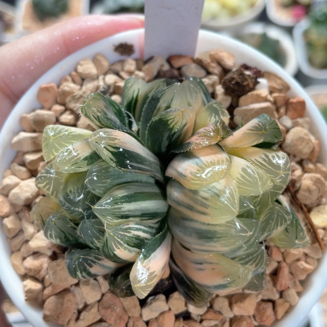 79糊斑夏沫锦群。