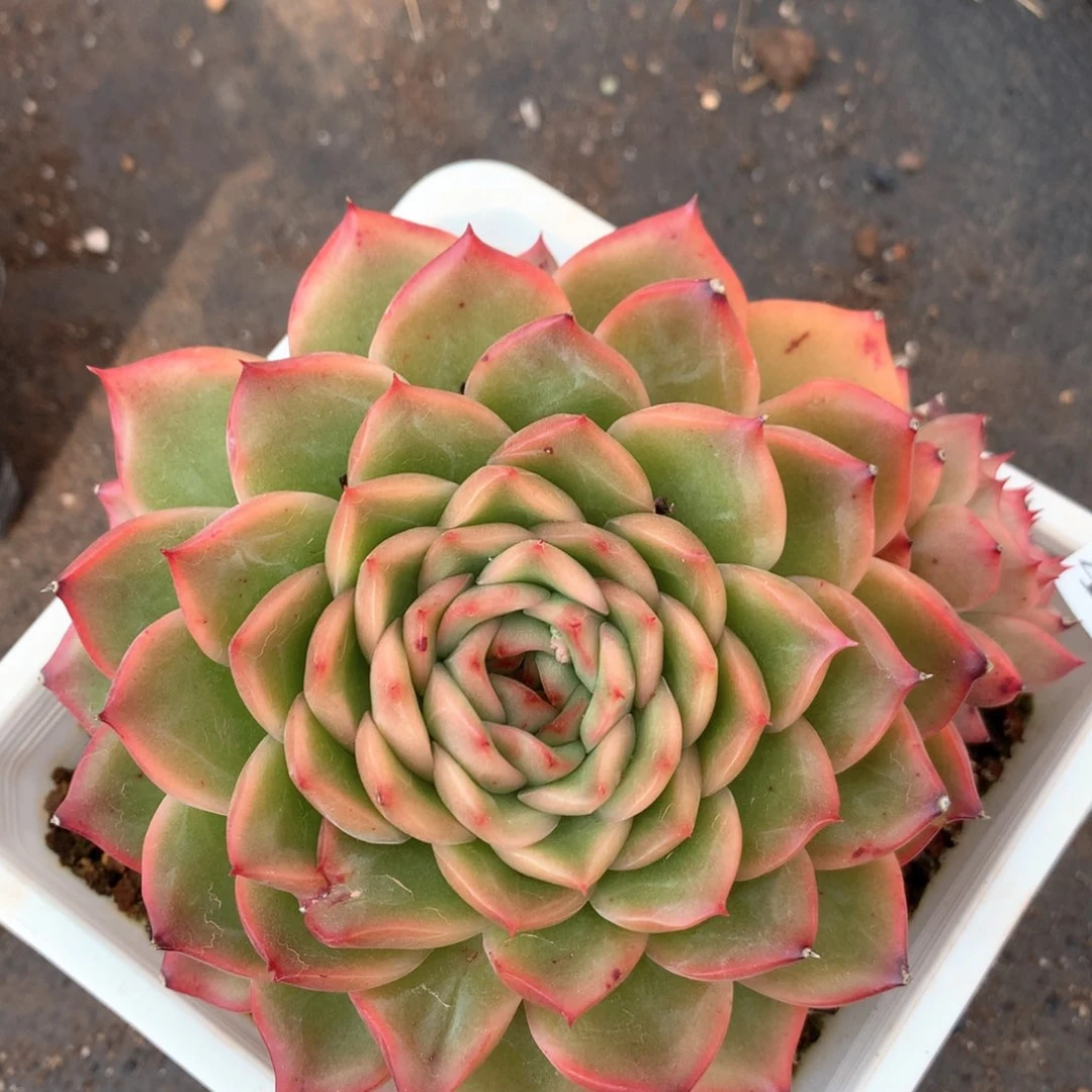 4081杂交多肉植物基地