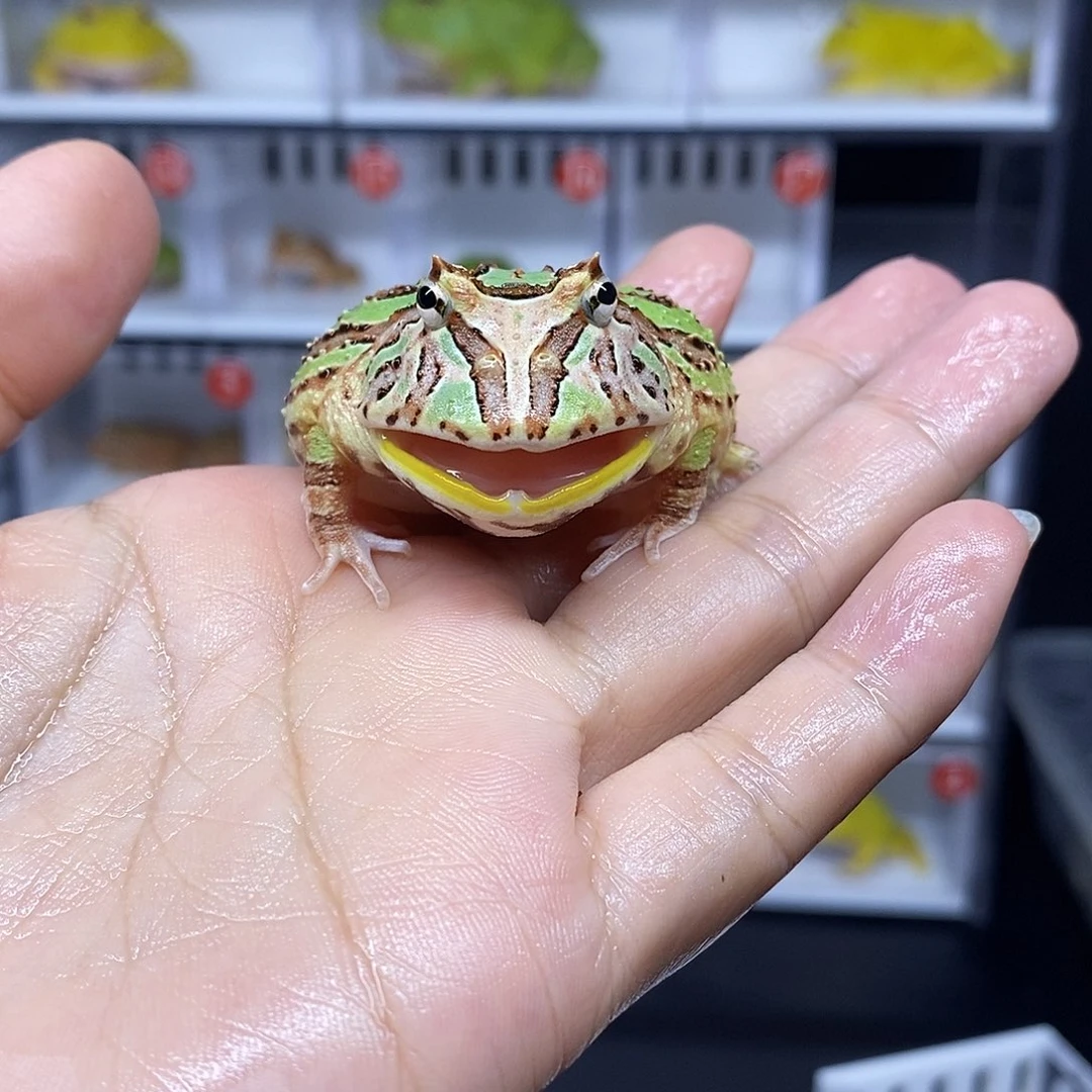 角蛙蝴蝶一只78元