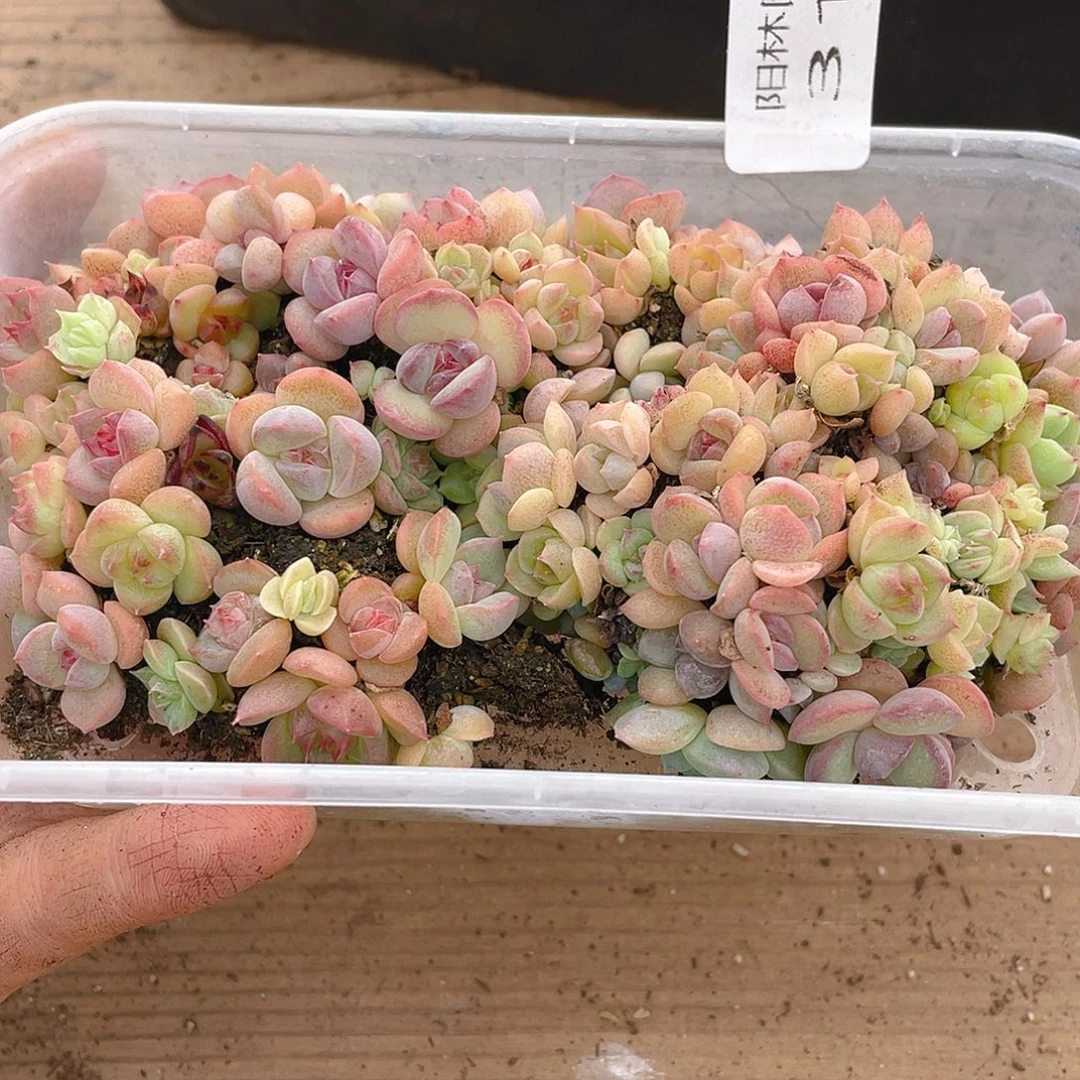 多肉植物多肉植物315
