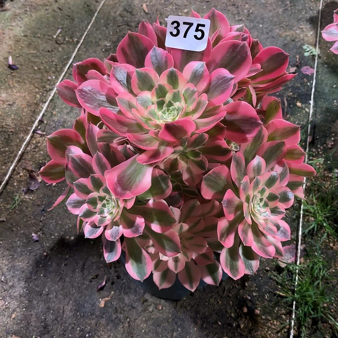 多肉法师粉女郎375