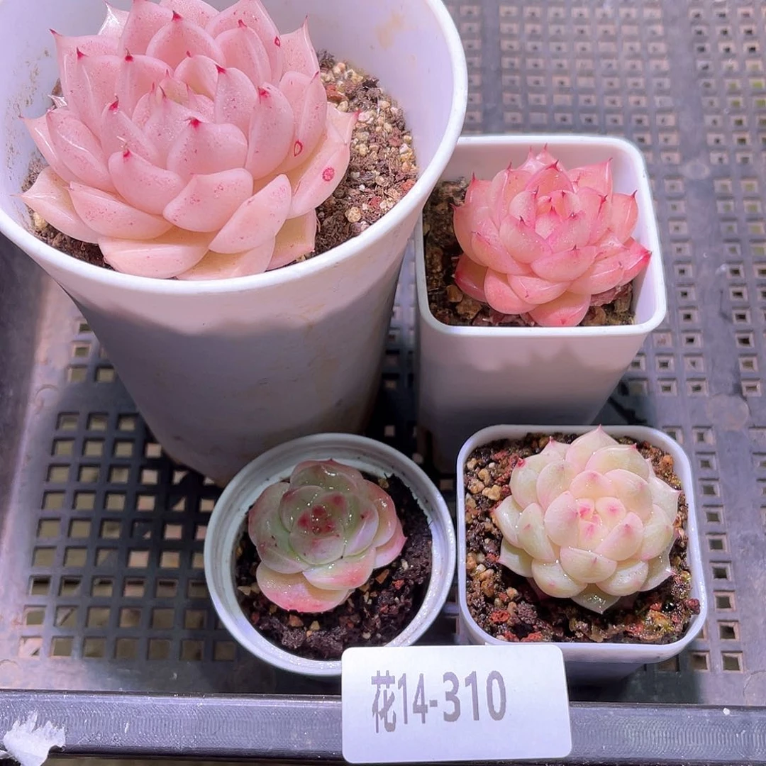 花14-310框拍多肉4颗