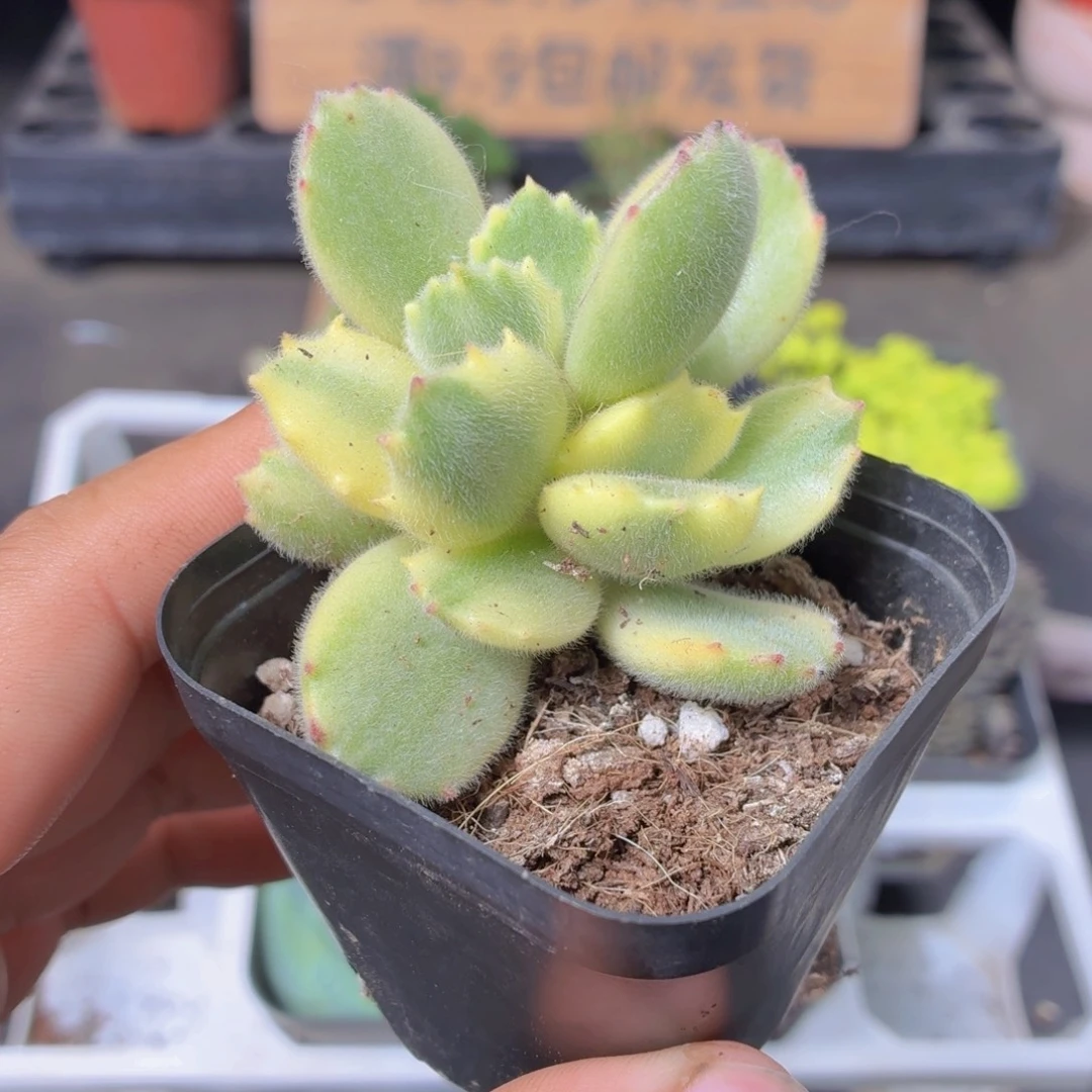 白熊多肉9.9包邮发货