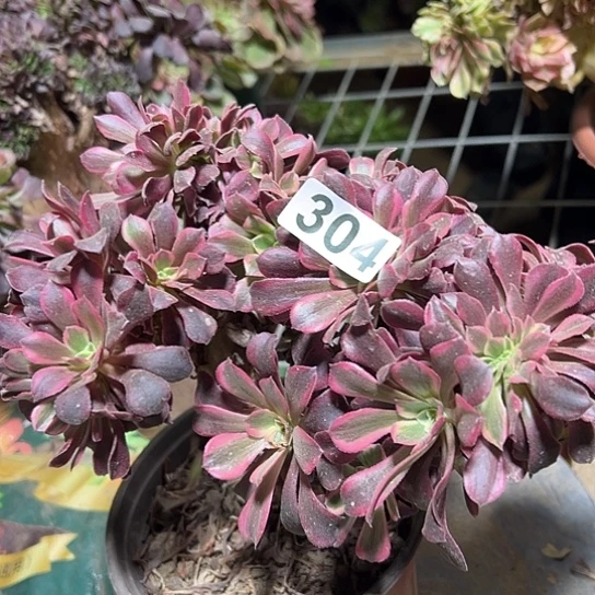 陈***彤多肉植物一个美杜莎304
