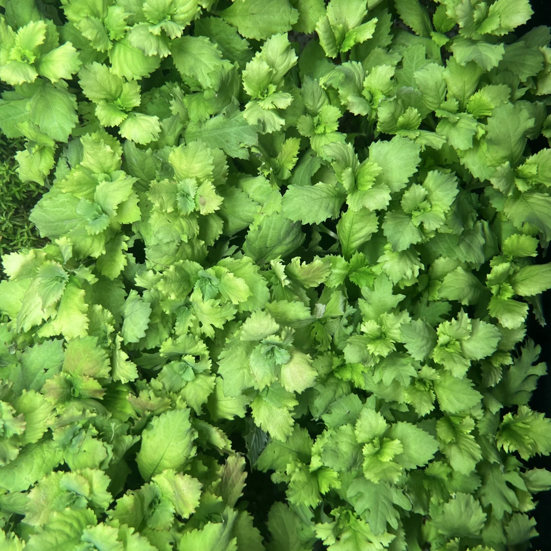 水罗兰坨草鱼缸造景水草