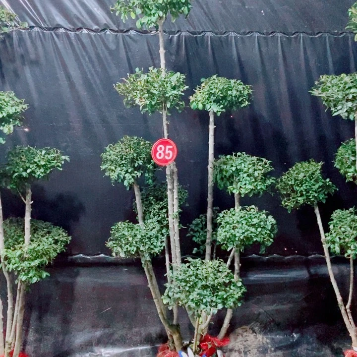 一物一拍一物一拍