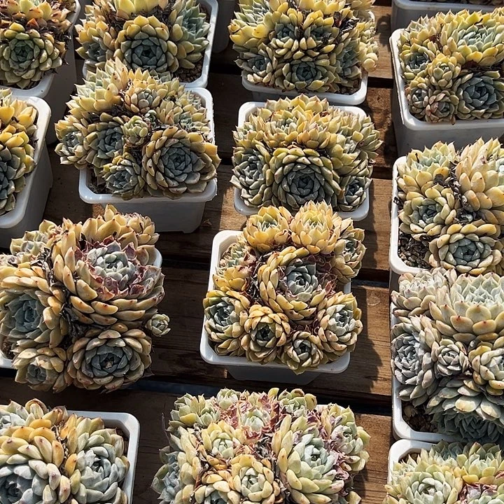 玛丽贝尔   福利多多