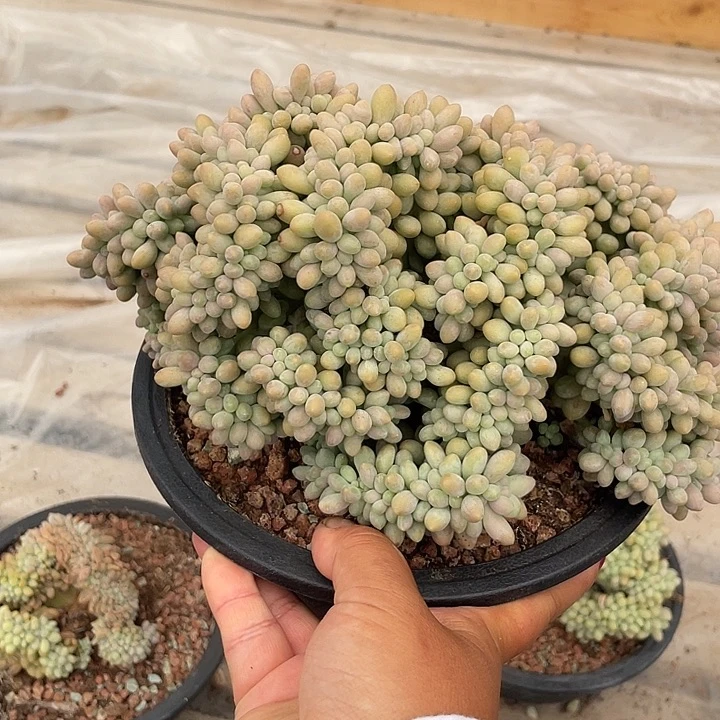 汤圆缀化多肉植物