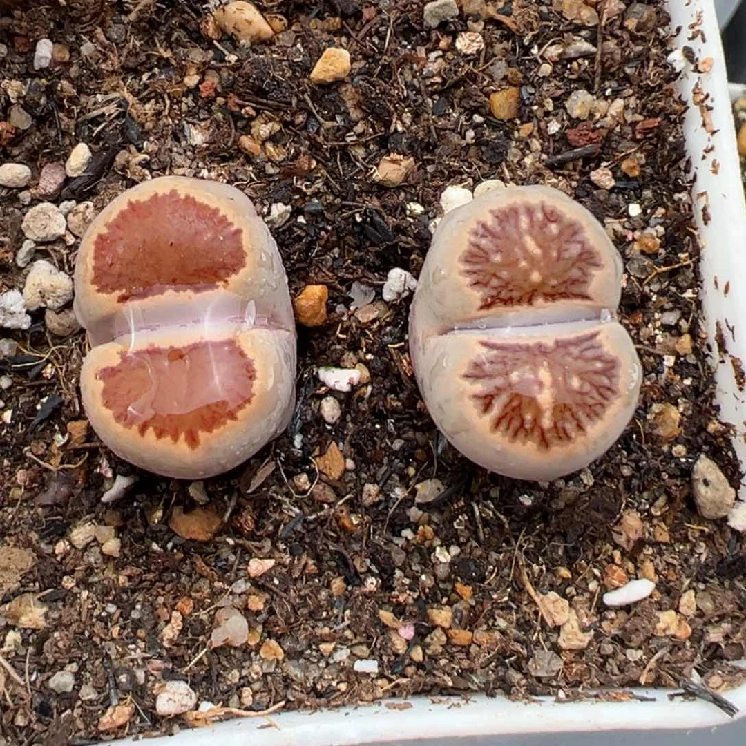 2.7好看的多肉775