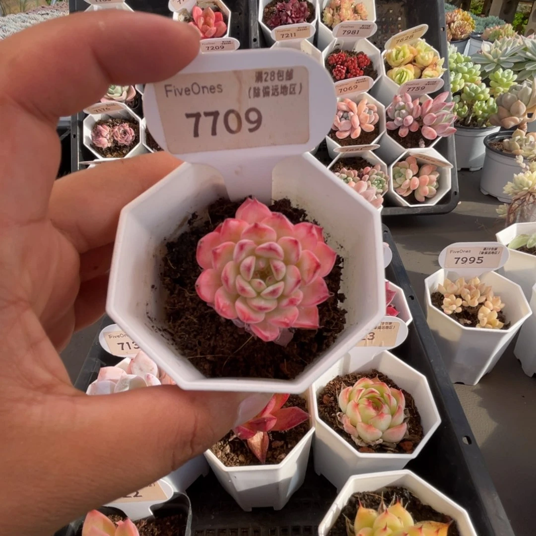 7709白姬莲3.5厘米