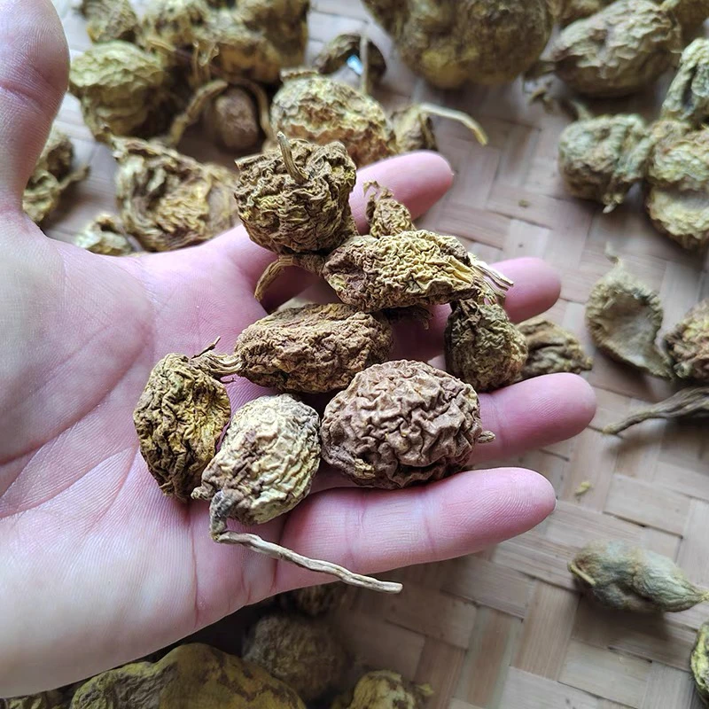 贵州金果榄纯野生新鲜晒干别名地苦胆中药材金牛胆九牛胆破石珠