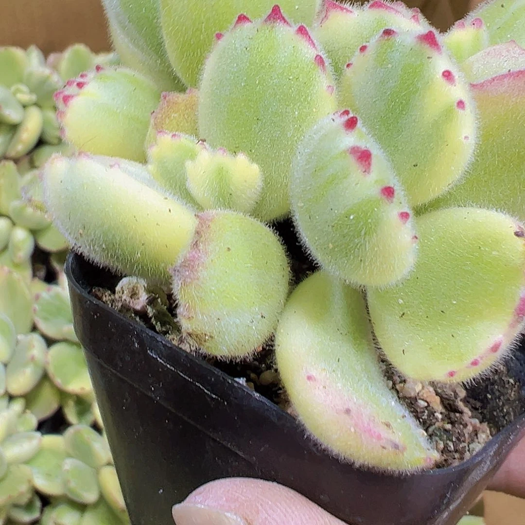 白熊19包油多肉植物