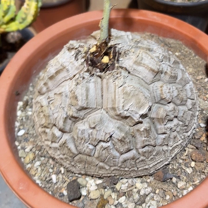 满38包邮2天凑单，脱土晾根发货多肉植物K****g