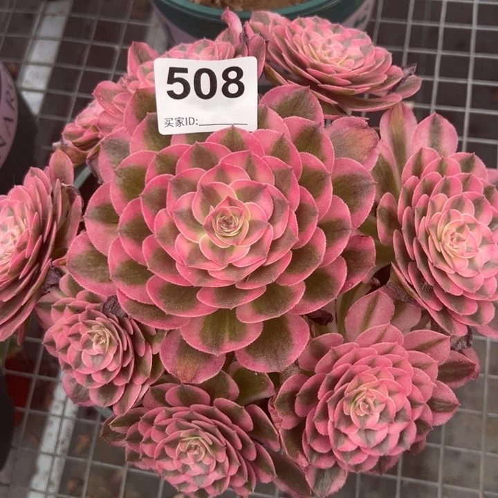 508倾城20厘米左右半木质