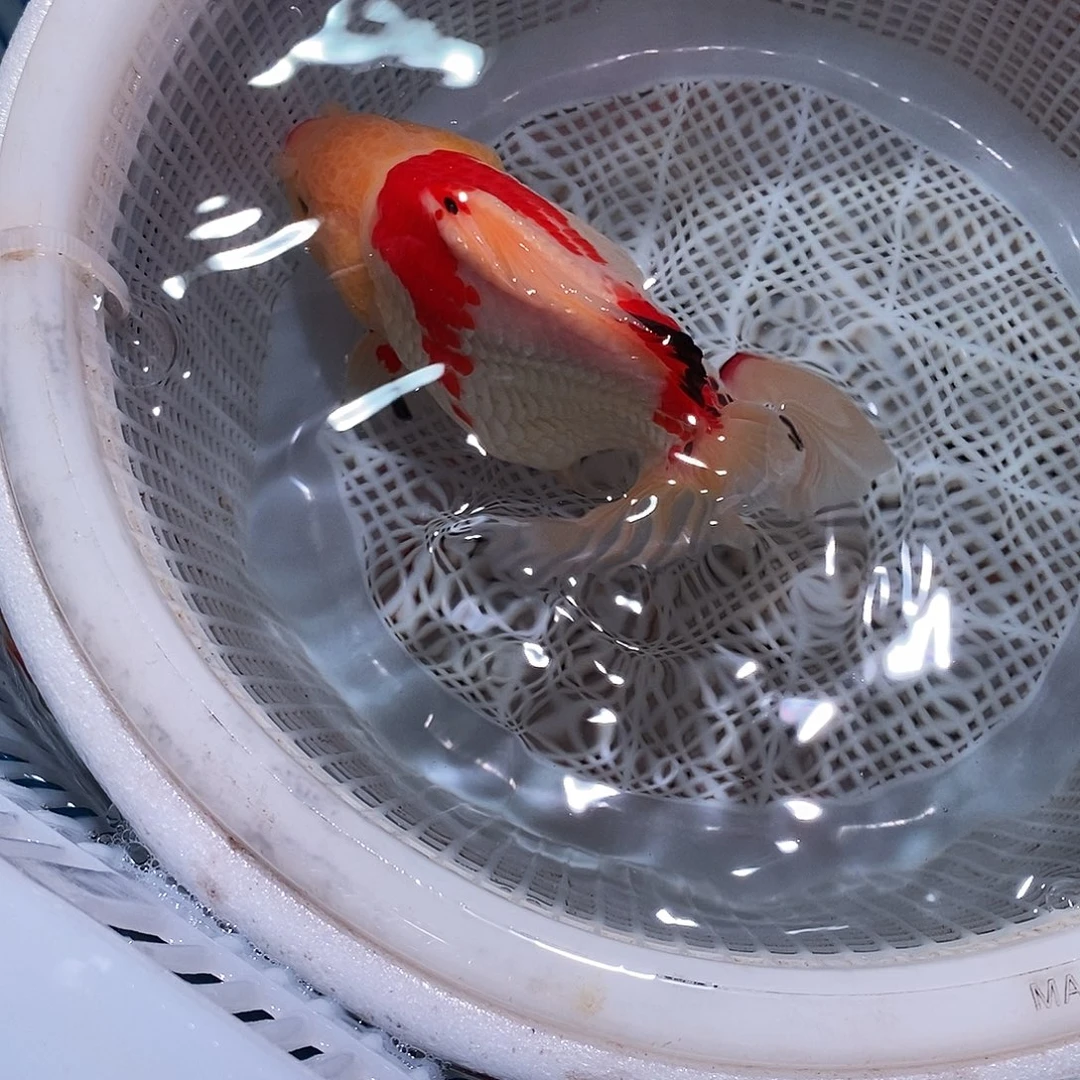 ****吧海水鱼1条玛丽玛丽玛丽