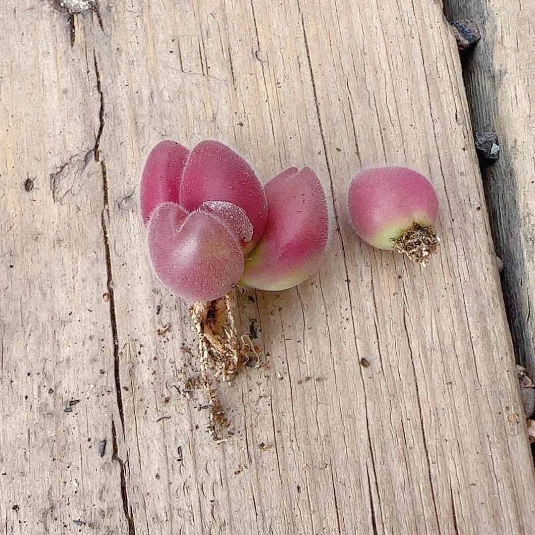 B***rT两个毛翠盆口2.5cm