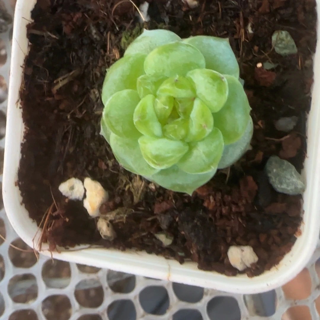 小卡拉米糖心一物一拍