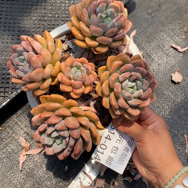 知*夏悦多肉0614-14白鹭