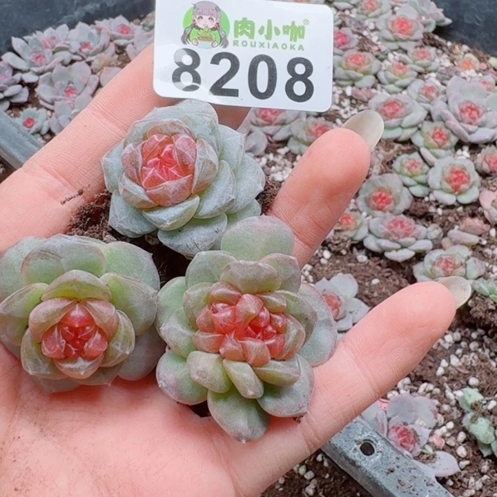 多肉植物多肉植物