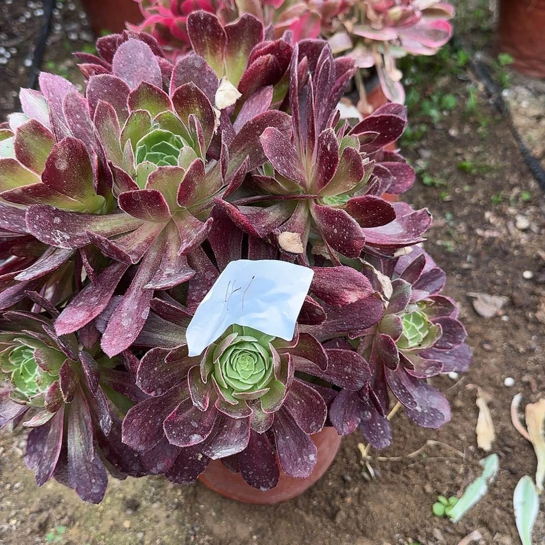 常**二41多肉植物保护研究所