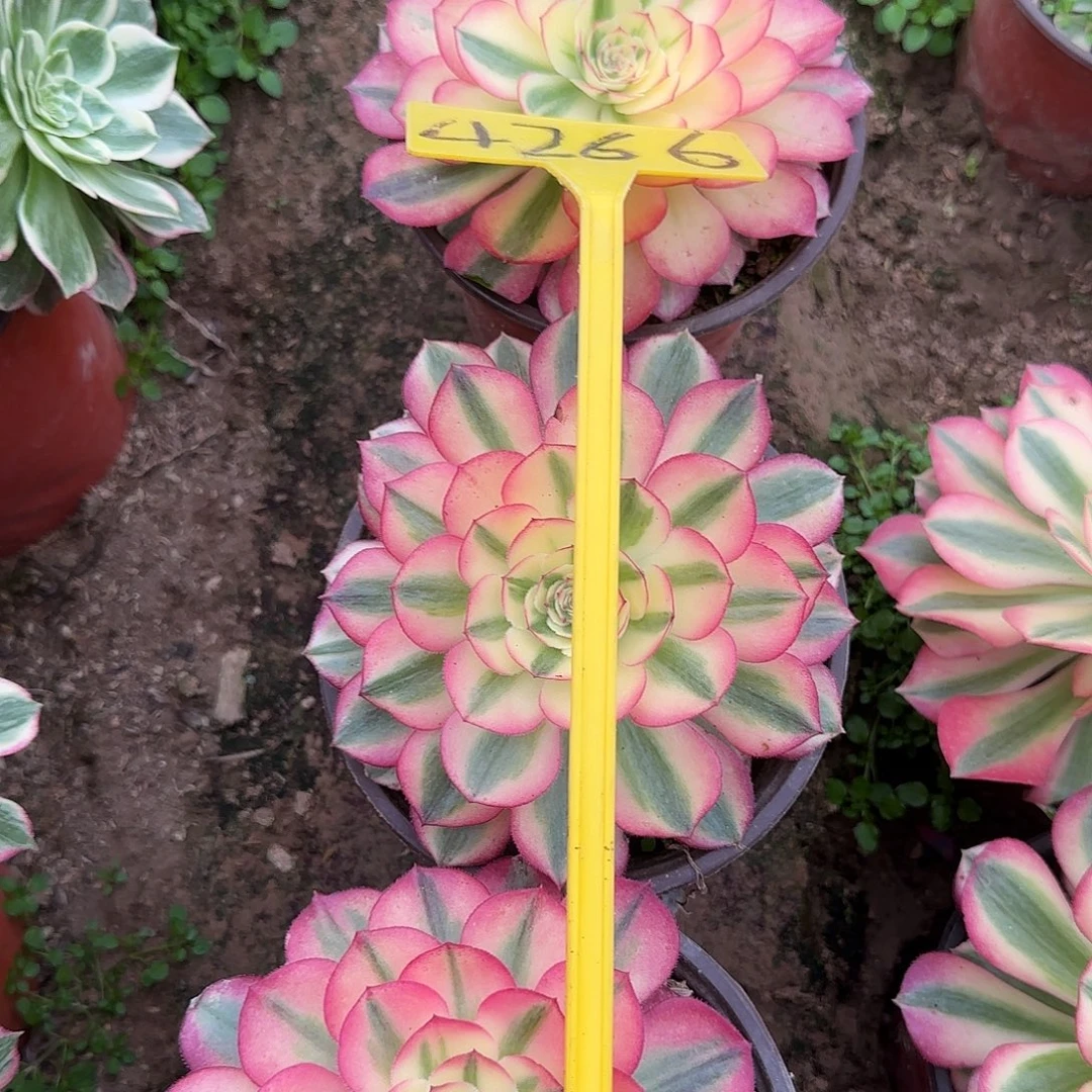 小***❀4266--+倾城3颗多头