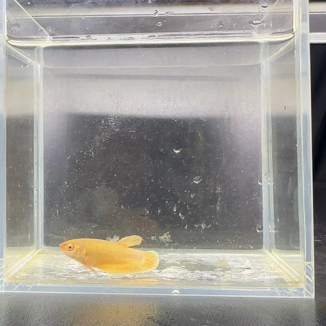 黄金配色将军母鱼