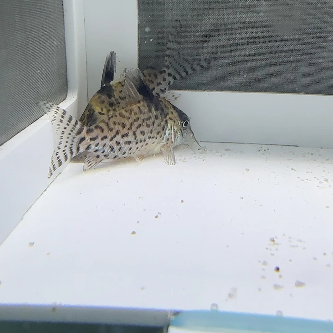 海水鱼野采阿卡西鼠二条装