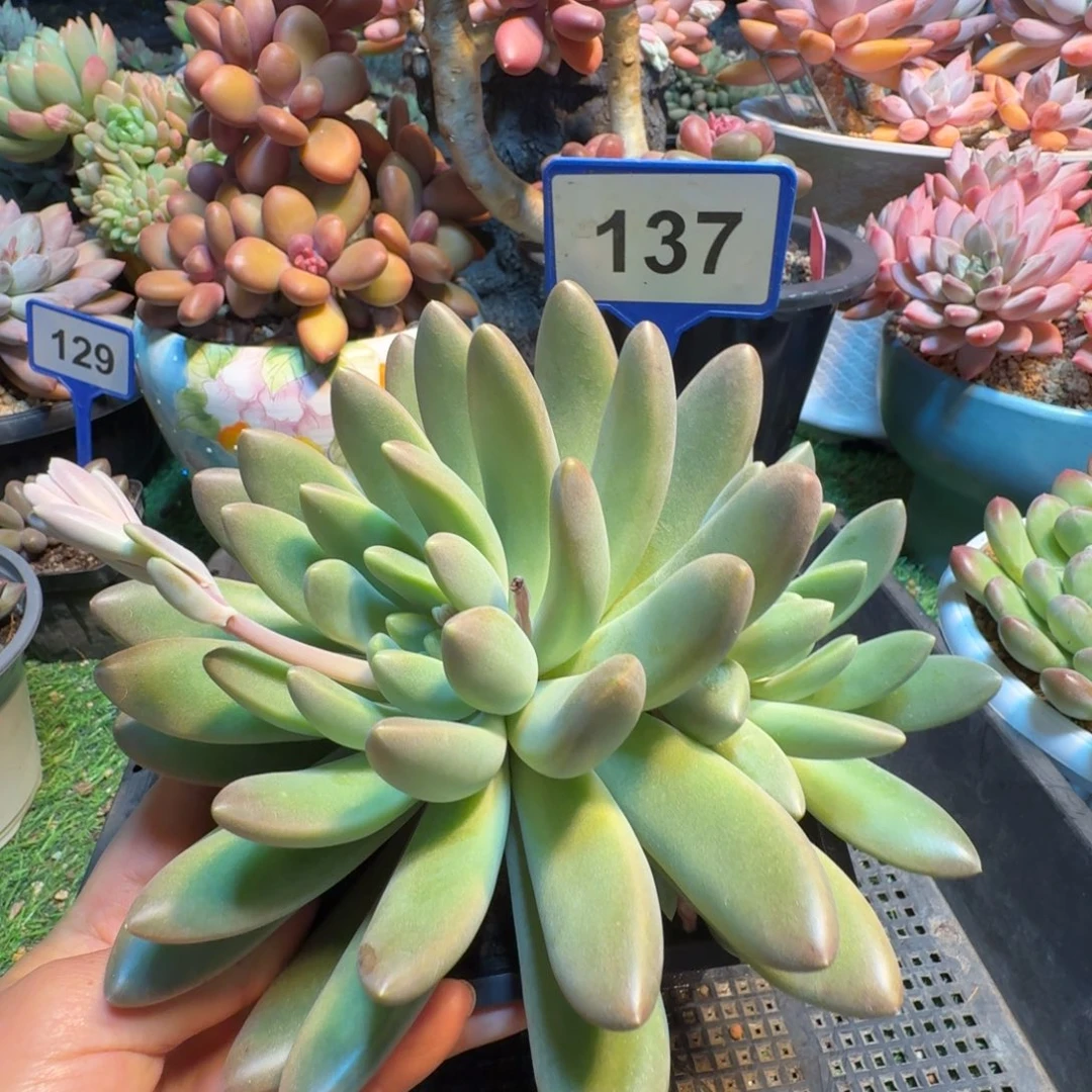 袁***儿橙色奇迹一物一拍137
