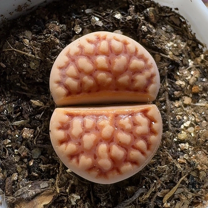 生石花111111。   165