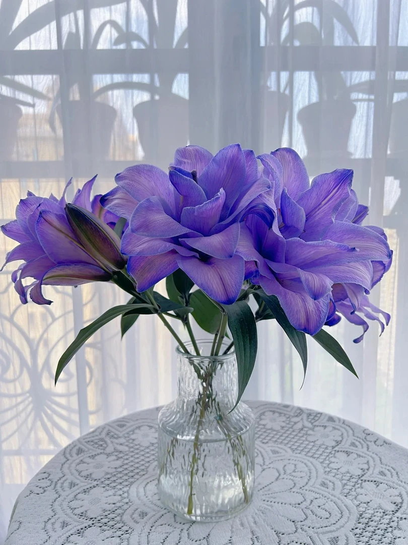 【幽梦】重瓣香水百合 一单包邮 云南鲜花昆明基地现采现发