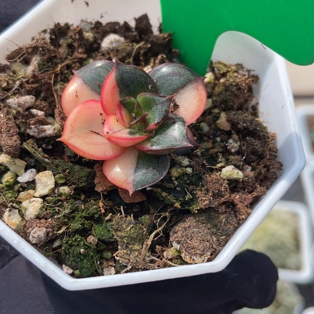 808麒麟座锦多肉植物