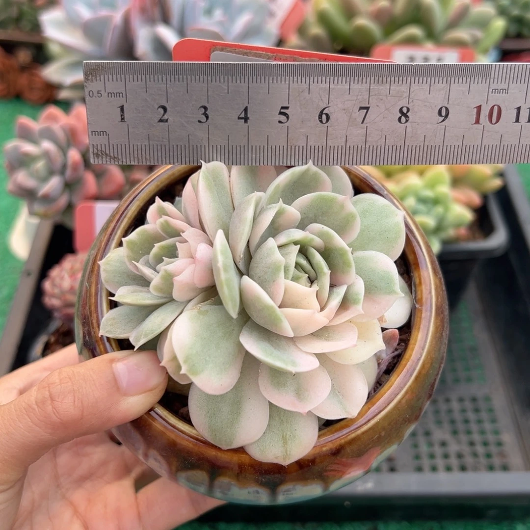 表妹精品多肉植物333.