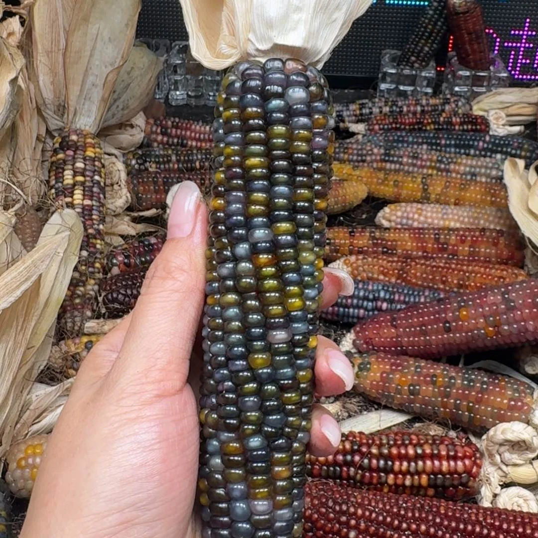 柏香籽/百香籽吊坠?****鱼