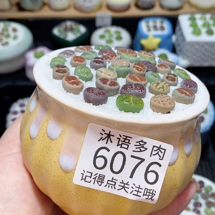 带盆土发货 精美盆栽 6076