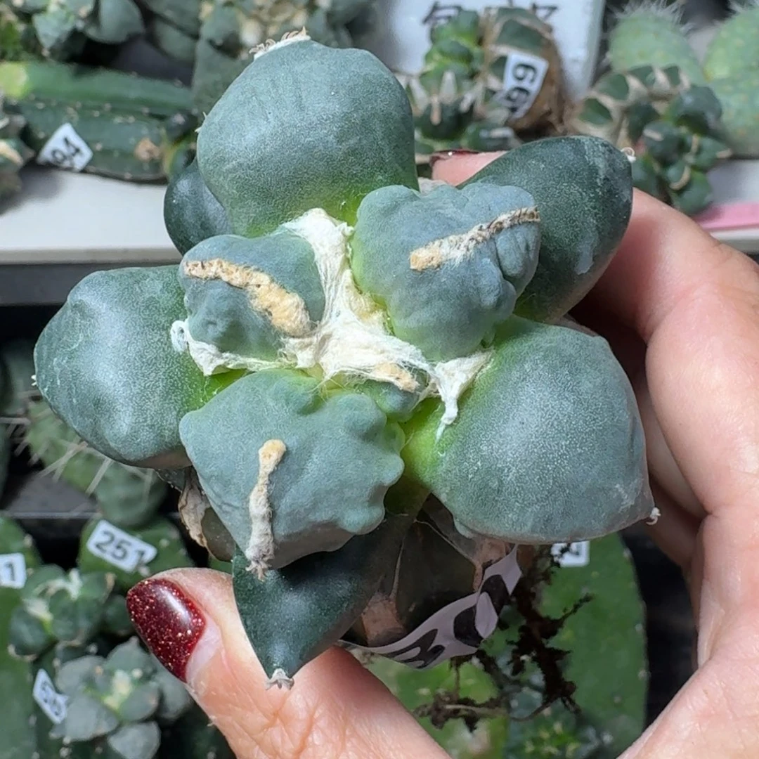 【闪购商品】无花朵晨*蛋怒530