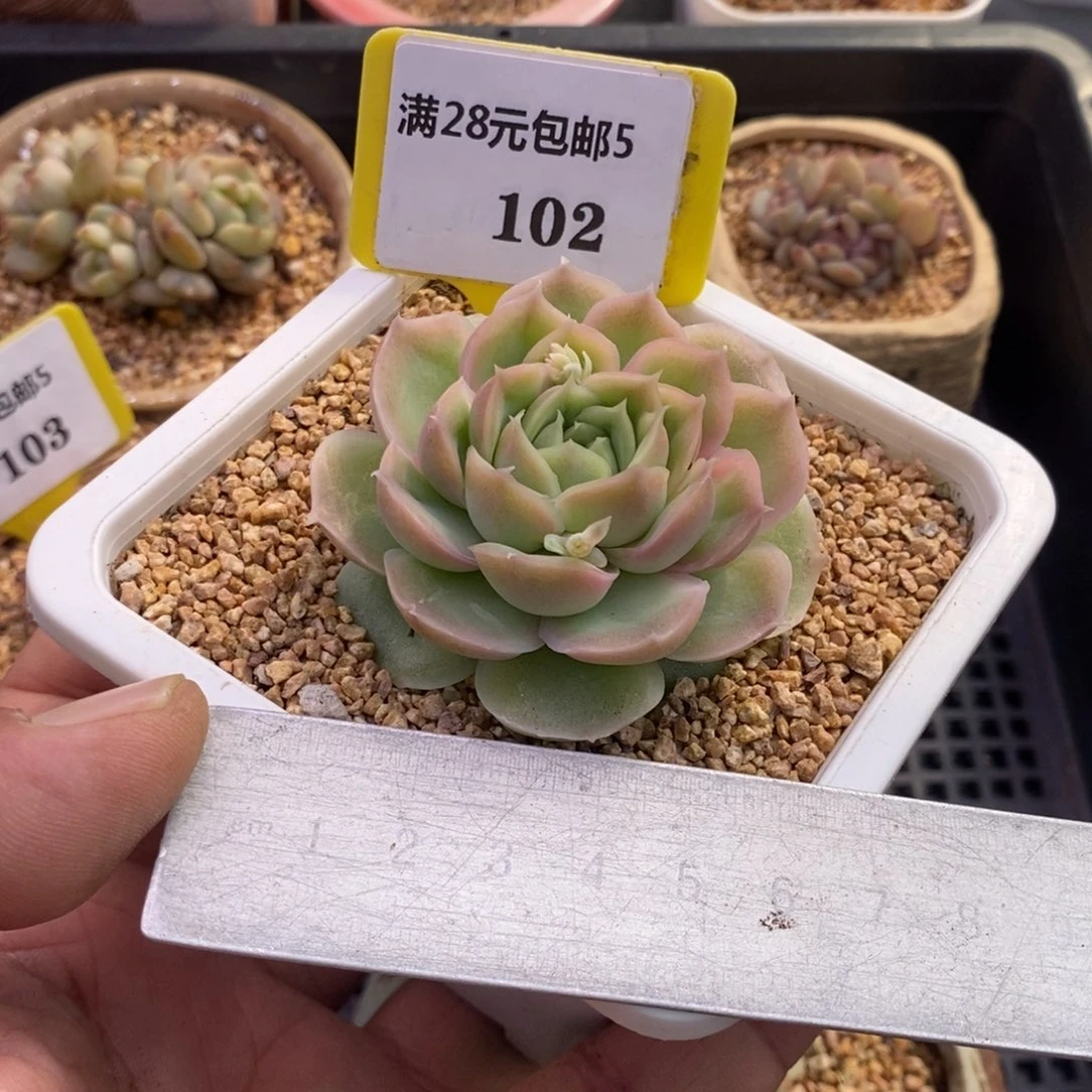 5102精控水晶虾饺单头福利